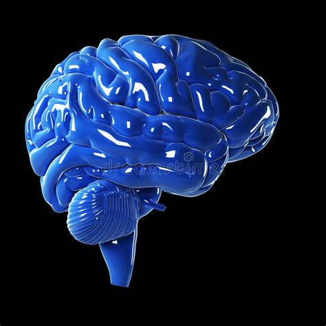 Glossy Blue Brain Stock Illustration Illustration Of Neurology 30721595