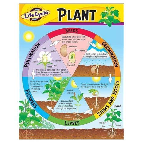 Chart Life Cycle Of A Plant K 3 Life Cycles Plant Science Plant Lessons