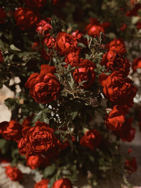 Top 999 Red Roses Wallpaper Full Hd 4k Free To Use