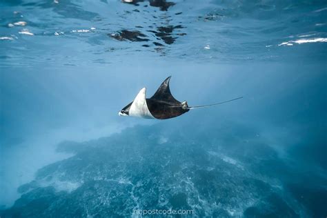 Manta Point Nusa Penida Snorkeling With Manta Rays