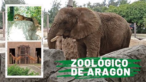 ZoolÓgico De AragÓn Conocelo Ven Y Diviertete En Familia 2022 Youtube