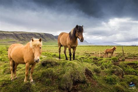 All About The Icelandic Horse What Makes It Unique