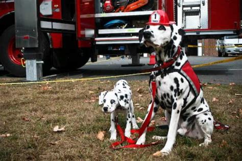 50 Amazing Pictures Of Dogs And Firefighters