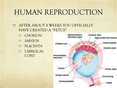 Ppt Human Reproduction Powerpoint Presentation Free Download Id 2275799