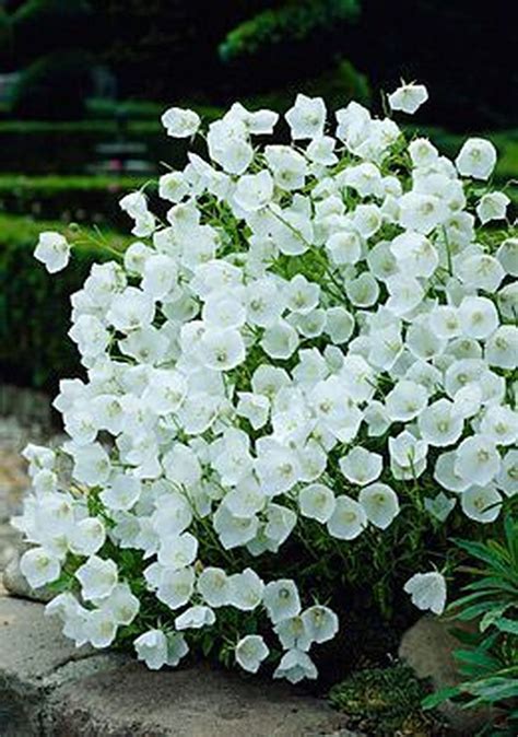 Cool White Garden Flowers Names Ideas