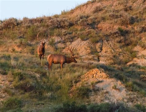 Two By Janelle Streed On Capture Dakota Elk Wild Horses Theodore