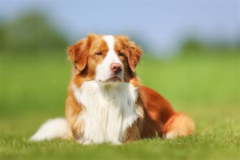 Maybe you would like to learn more about one of these? Nova Scotia Duck-Tolling Retriever | Bil-Jac