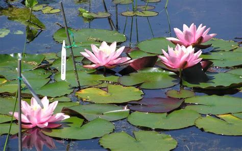 6 to 36 (maximum water depth is for mature water lilies) usda hardiness zones: Discover How To Start And Run A Business That Sells Water ...