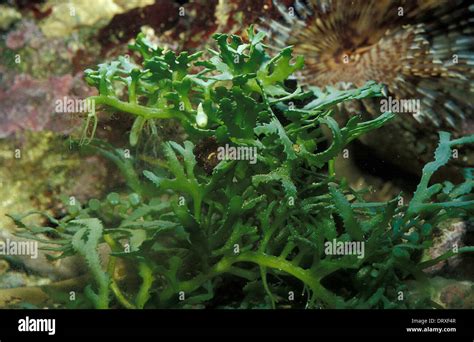 Serrated Green Seaweed Caulerpa Cupressoides Caulerpaceae Indo