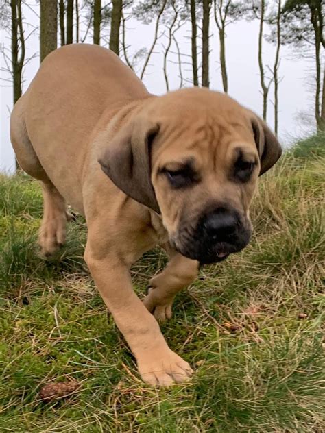 The origin and purpose of the boerboel should be understood in order to preserve the unique identity and qualities of the breed as a south african developed mastiff. Male South African Boerboel puppy | Carluke, Lanarkshire ...