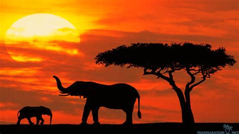 Pin By Joey Hall On Awesome Places Silhouette Painting Safari