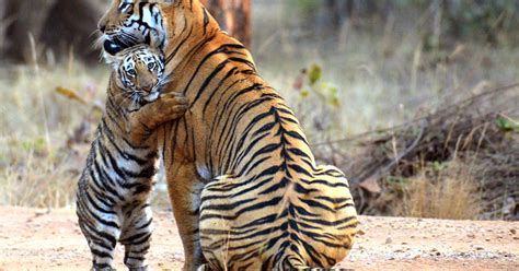 See Amazing Moment Tiger Cub Cuddles Its Mum After She Misses Out On
