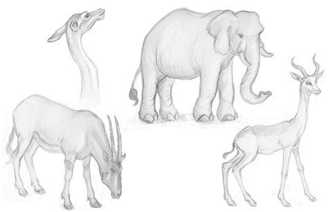 Documents similar to how to draw zoo animals. Animal Drawings