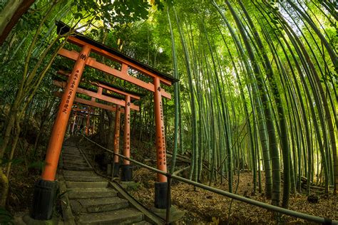 Secret Bamboo Forest Of Fushimi Inari Shrine Travel Caffeine