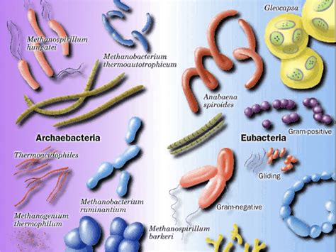 Archaebacteria Eubacteria 56224837 1502×1127 Eubacteria Biology
