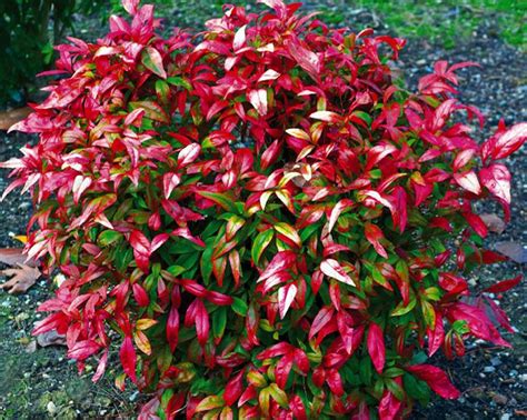 What is the fire power nandina shrub? Купить семена Нандина Nandina Fire Power в Москве ...