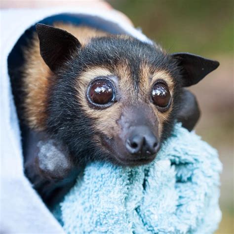 The Spectacled Flying Fox Pteropus Conspicillatus Indigenous To