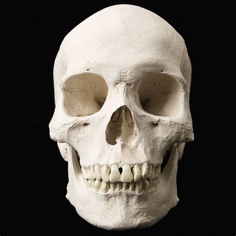 Human Skull Skull Skull Teeth