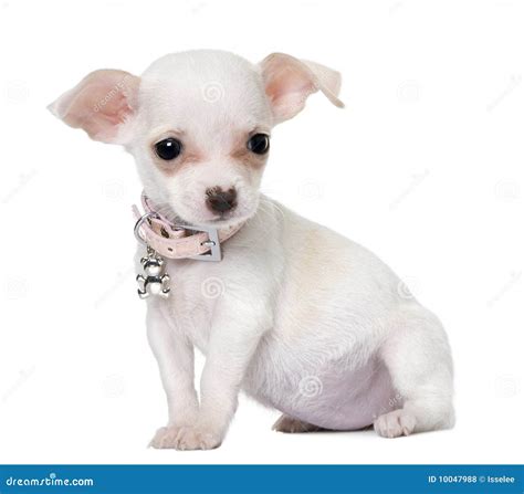 Cute Cute Chihuahua Puppies For Sale L2sanpiero