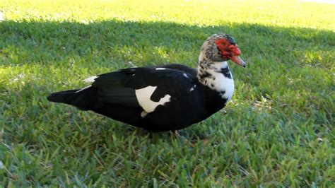Muscovy Ducks Of Florida Welcome Or Nuisance Youtube