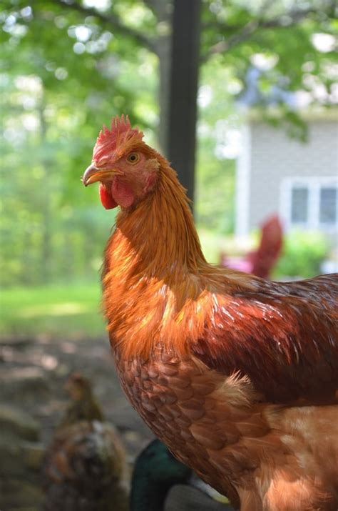 5 Common External Chicken Parasites Backyard Chicken Project