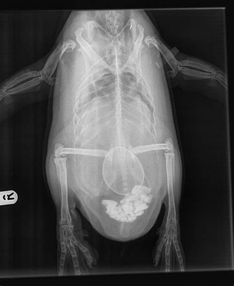 Penguins X Ray Showed Why She Was Limping And More Paradise Park