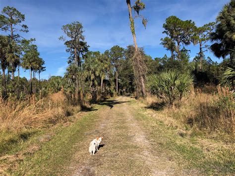 Dog Friendly Places in Sarasota Florida | Must Do Visitor ...