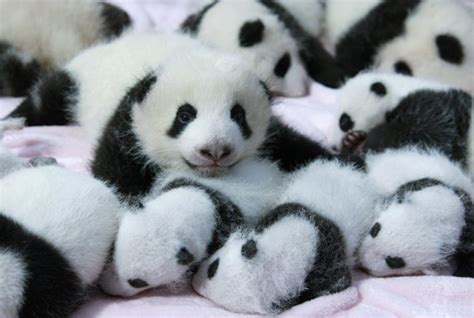 Panda Pandas Baer Bears Baby Cute 30 Wallpapers Hd Desktop And