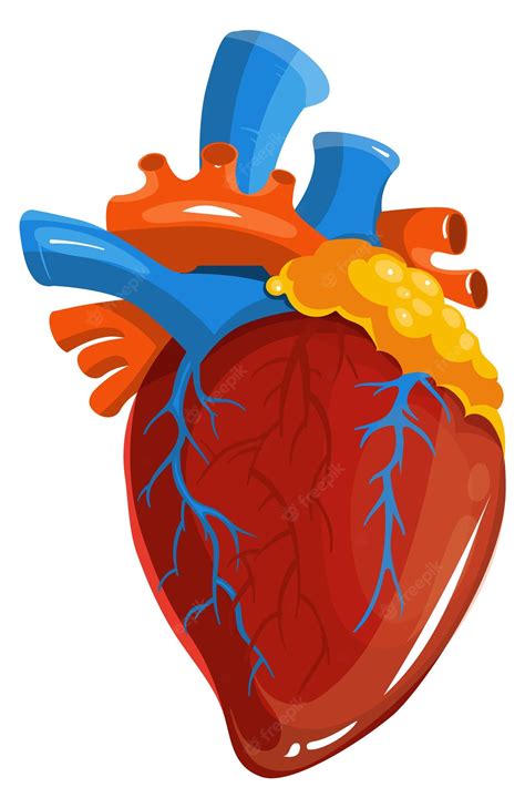 Corazón Humano Ilustración Médica órgano De Anatomía De Dibujos