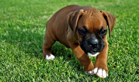 Find boxer puppies and breeders in your area and helpful boxer information. Boxer Puppies For Sale | Baltimore, MD #238607 | Petzlover