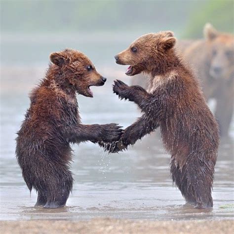 Wildlife Planet On Instagram Brown Bear Cubs Playing Photograph By