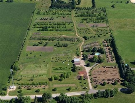 Since tree maintenance looks we are based in rockford, illinois. Tree Farm Rockford, IL | Myers Tree Farm Inc.