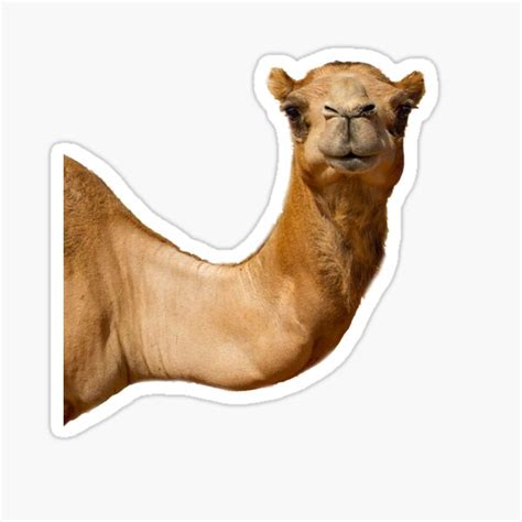 They'd solicited this finding by giving doctors a free carton of camel cigarettes, and then. Camel Stickers | Redbubble