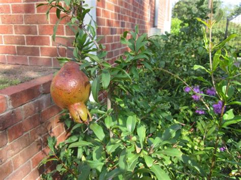They only grow in hot climates and are drought resistant. Pomegranate tree Planted in a large pot -How big should ...