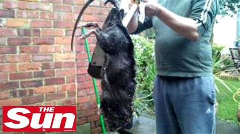 Ginormous Rats Invade Uk Housing Complex Fox News