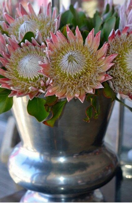 Maybe you would like to learn more about one of these? Pin by Marlene Brand on Vintage Proteas themed weddings ...