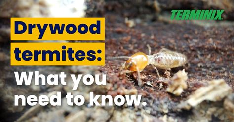 Drywood Termites Identification Facts And Signs Terminix