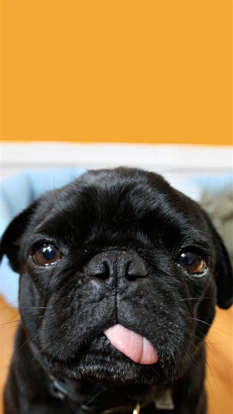 1080 x 1080 dog wallpaper from the above 542x1126 resolutions which is part of the hd wallpapers directory. Pug Puppies Wallpaper (61+ images)