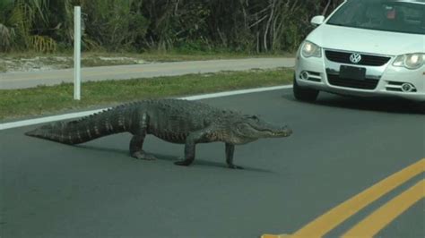 Alligator Crossing Road Stops Sanibel Traffic