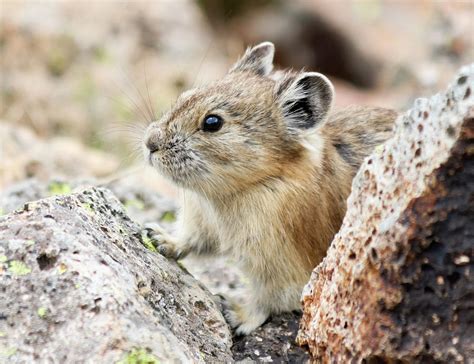 A Little Pika Peers Out From The Alpine Talus Photograph By Derrick