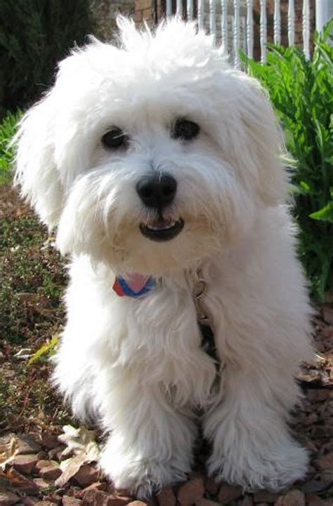 What Is A Coton De Tulear Puppies