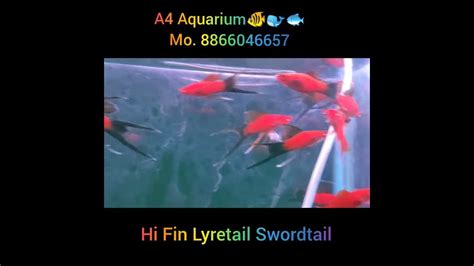 Hi Fin Lyretail Swordtail Available In Ahmedabad Youtube