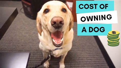 How Much Does It Cost To Own A Dog Youtube