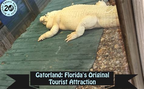 Gatorland Floridas Original Tourist Attraction • Twenty Something In