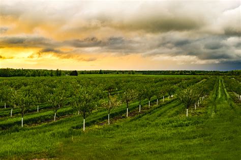 Apple Tree Orchard During A Sunset Stock Photo Download Image Now