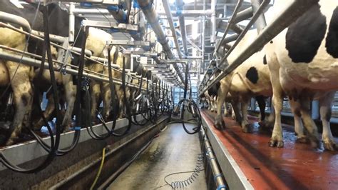 Dairy Farmers Start Using Milking Parlour Myrepublica The New York