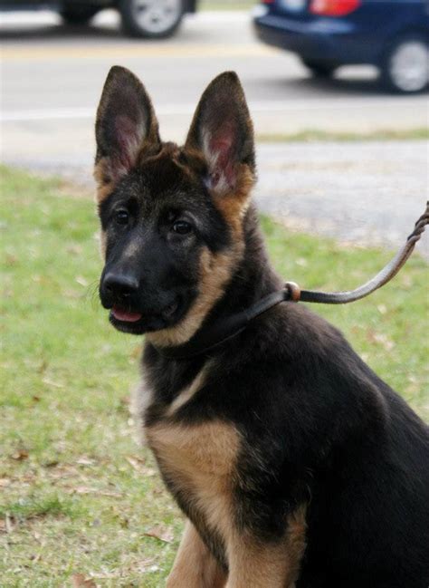 Solid Black Face West German Puppy Page 7 German Shepherd Dog Forums