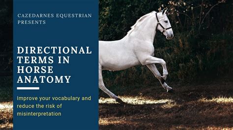 Directional Terms In Horse Anatomy Youtube