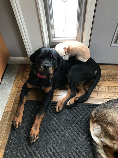 I Purchased A Rotty From Levi 4 Months Ago Greenfield Puppies