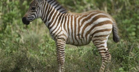 Rare luminescent golden zebra has been photographed just seconds after ...